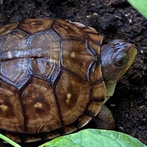 Meet your Posher, Caroline